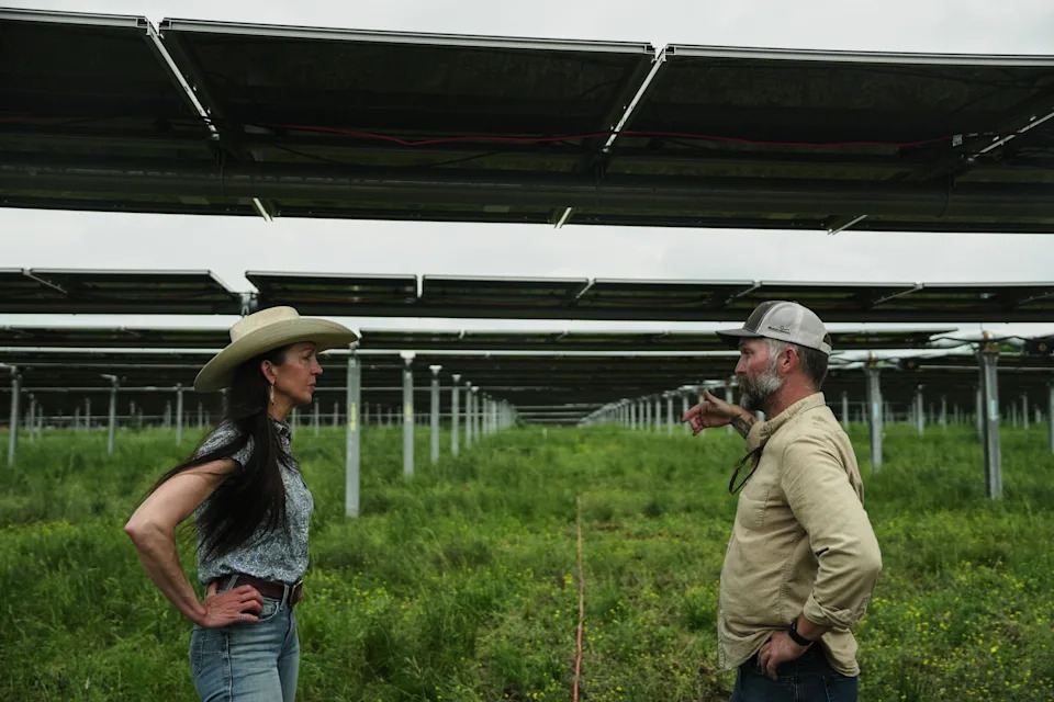 Solarna farma u Tennesseeju pokazuje kako ispaša goveda ispod panela može biti dobitna za poljoprivredu i energiju