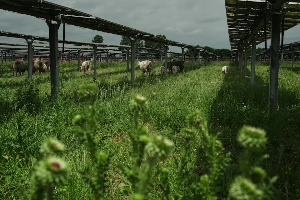 Solarna farma u Tennesseeju pokazuje kako ispaša goveda ispod panela može biti dobitna za poljoprivredu i energiju