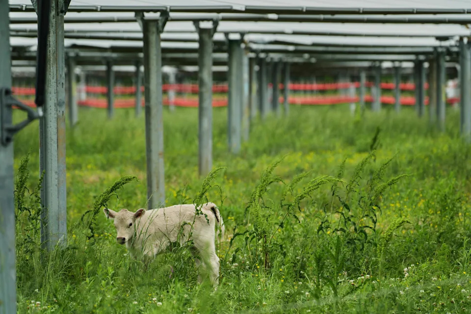 Solarna farma u Tennesseeju pokazuje kako ispaša goveda ispod panela može biti dobitna za poljoprivredu i energiju