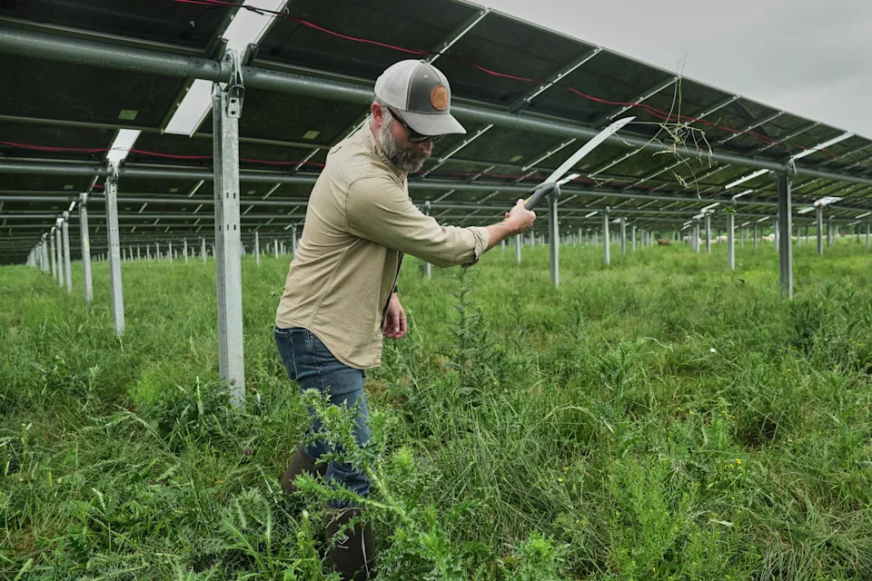 Solarna farma u Tennesseeju pokazuje kako ispaša goveda ispod panela može biti dobitna za poljoprivredu i energiju