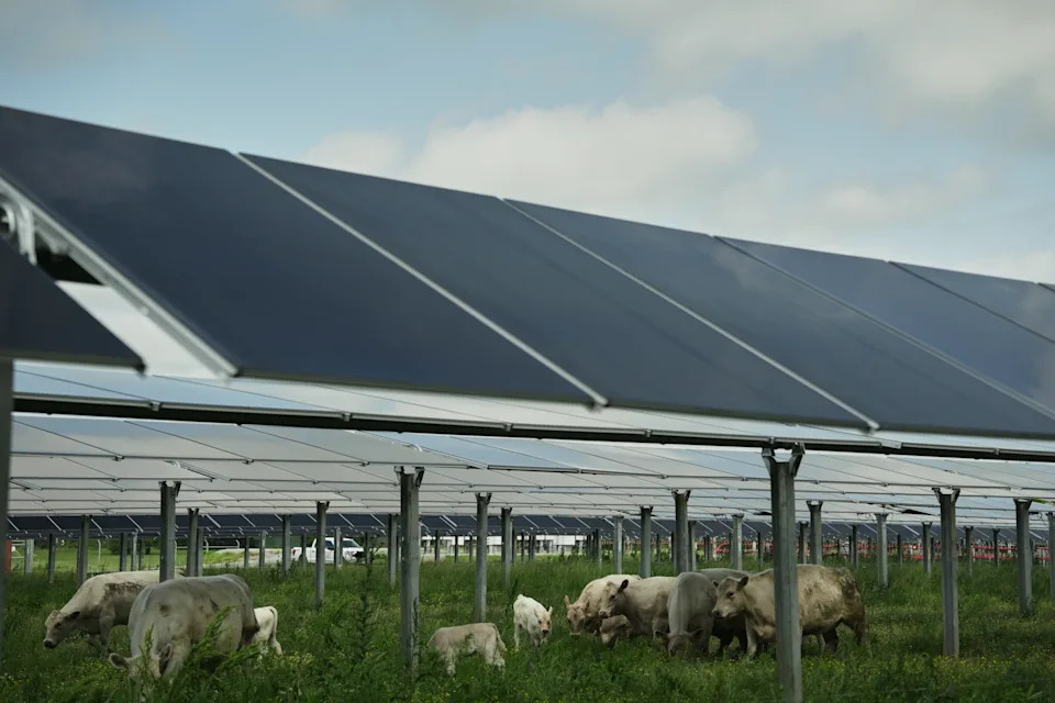 Solarna farma u Tennesseeju pokazuje kako ispaša goveda ispod panela može biti dobitna za poljoprivredu i energiju