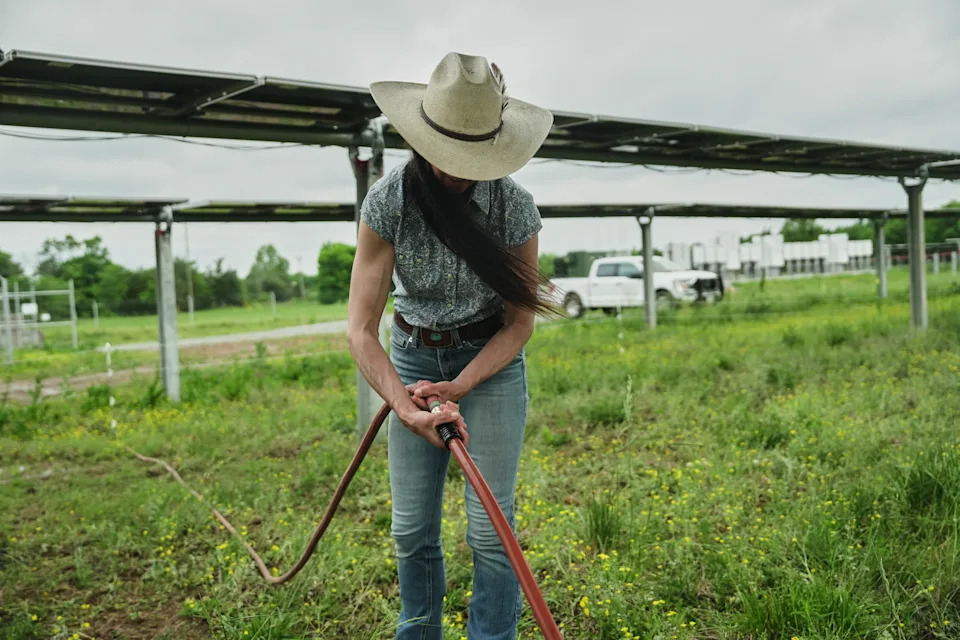 Solarna farma u Tennesseeju pokazuje kako ispaša goveda ispod panela može biti dobitna za poljoprivredu i energiju