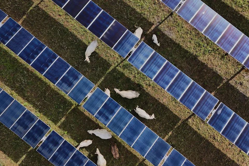 Solarna farma u Tennesseeju pokazuje kako ispaša goveda ispod panela može biti dobitna za poljoprivredu i energiju