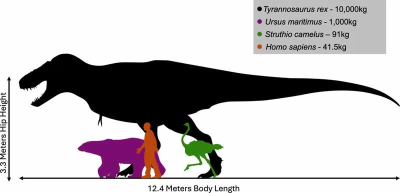 T. rex Hodao Kao Ptica — Novo Istraživanje Pokazuje Da Je Koračao Na Prstima