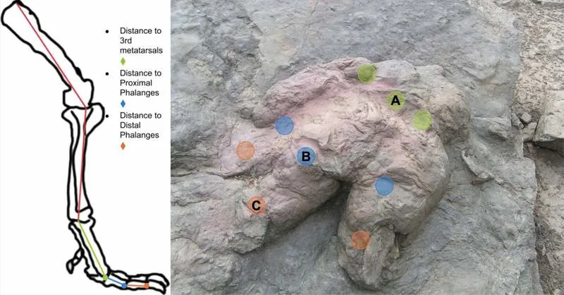 T. rex Hodao Kao Ptica — Novo Istraživanje Pokazuje Da Je Koračao Na Prstima