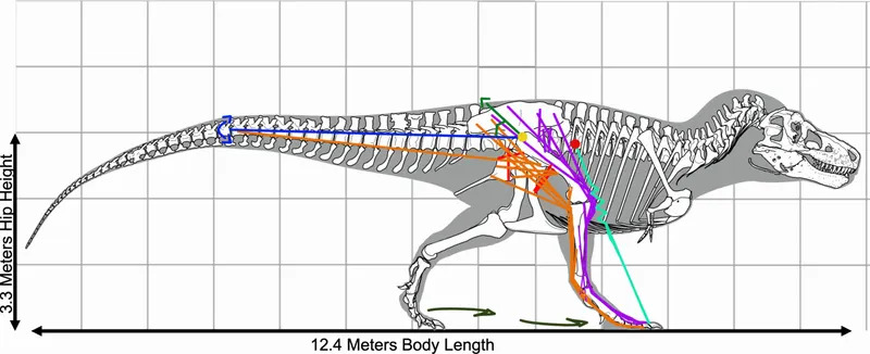 T. rex Hodao Kao Ptica — Novo Istraživanje Pokazuje Da Je Koračao Na Prstima