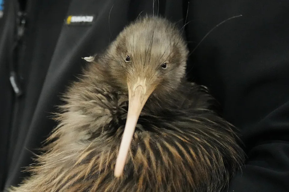 Građanska kampanja vraća kiwi u Wellington posle više od sto godina — 250. preseljena ptica proslavljena u Parlamentu