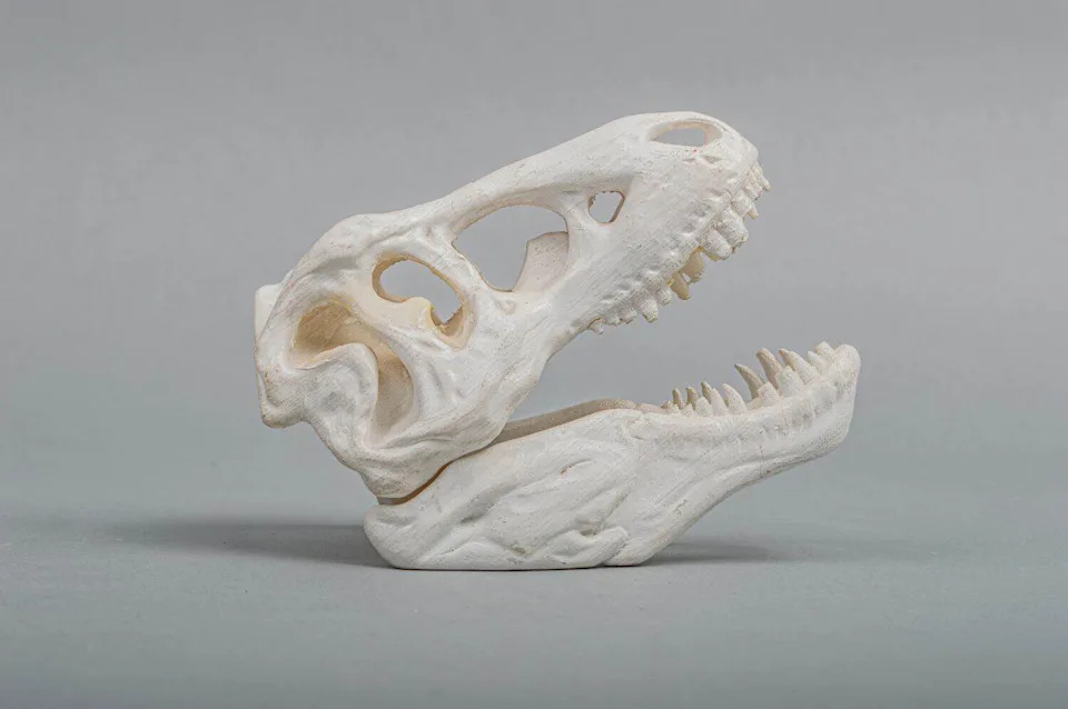 Zaboravljena lubanja iz fioke otkrila novu vrstu dinosaura posle 40 godina