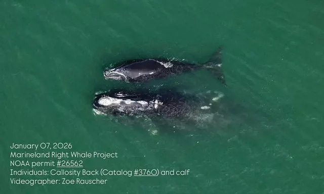 Rare Baby Boom: 23 North Atlantic Right Whale Calves Born — Best Season Since 2009