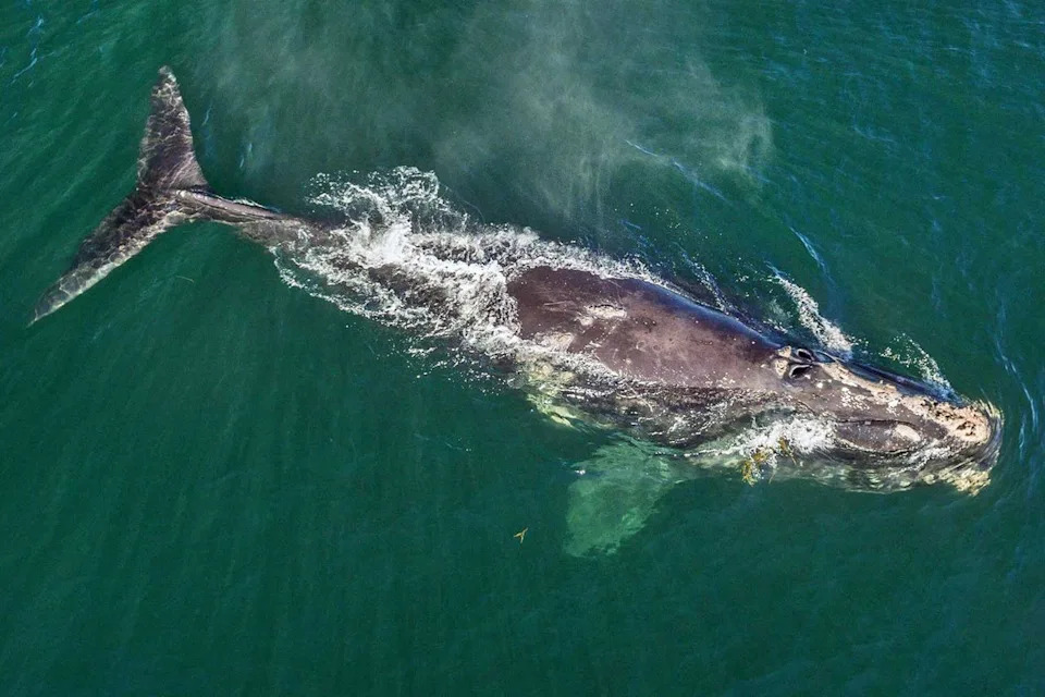 Rare Baby Boom: 23 North Atlantic Right Whale Calves Born — Best Season Since 2009