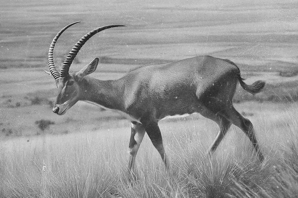 Colossal najavila povratak izumrlog plavog antilopa: planovi za reintrodukciju i očuvanje