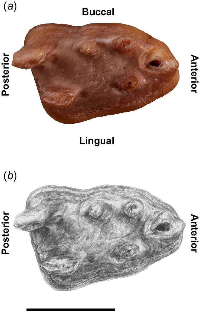 25-Million-Year-Old Platypus Had Crushing Teeth — New South Australian Fossils Reveal