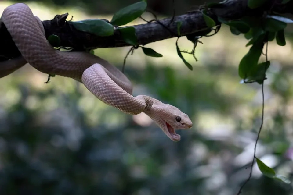 U Maglama Sičuan Otkrivena Žarko Zelena Jamasta Vipera — Nova Vrsta Trimeresurus lii