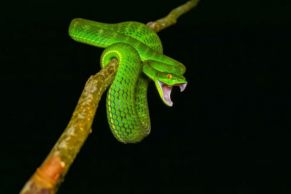 U Maglama Sičuan Otkrivena Žarko Zelena Jamasta Vipera — Nova Vrsta Trimeresurus lii