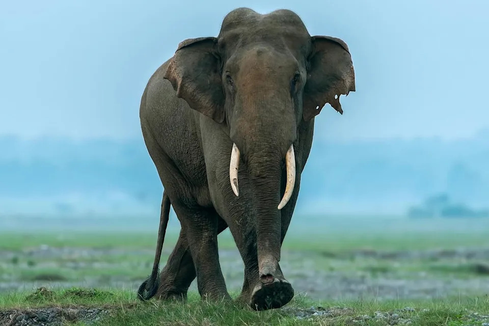 40-Year-Old Gored to Death After Temple Elephant Breaks Chains; Second Rampage Kills Caretaker in Kerala