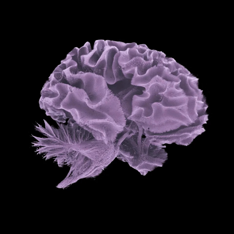 Novi Human Organ Atlas Otkriva Ljudsko Telo Do Rezolucije Od 1 Mikrona