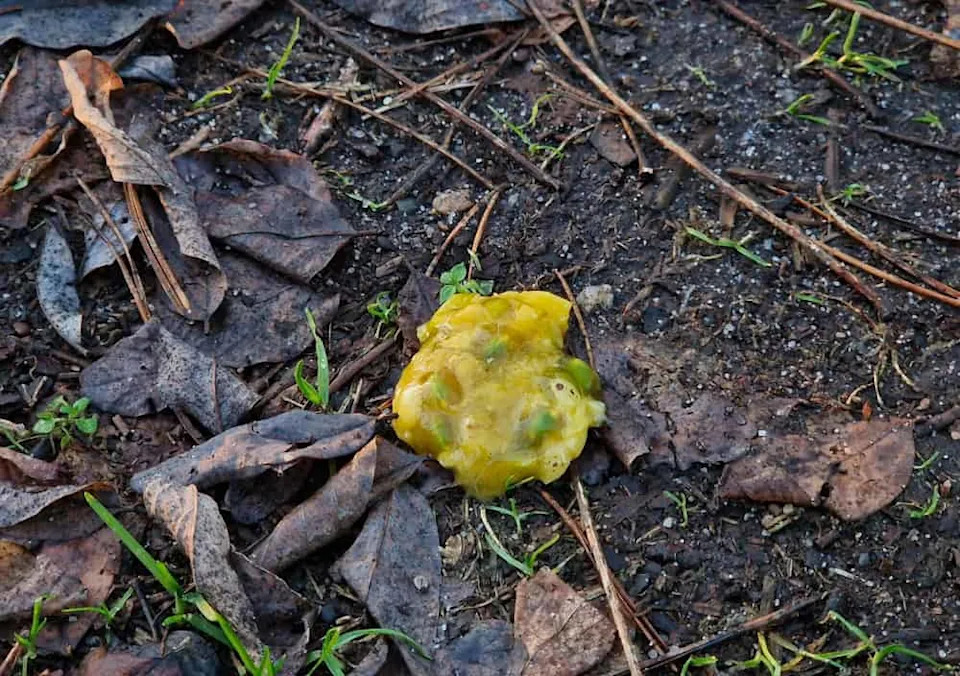 Ptice Koje Zdrobe Semenke Ispostavile Su Se Kao Tajni Građevinari Šuma