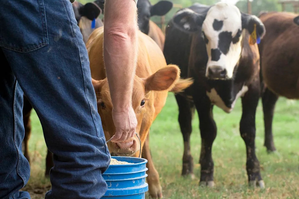 64 Holstein Calves Stolen Overnight From Mercer County Farm — Authorities Seek Tips