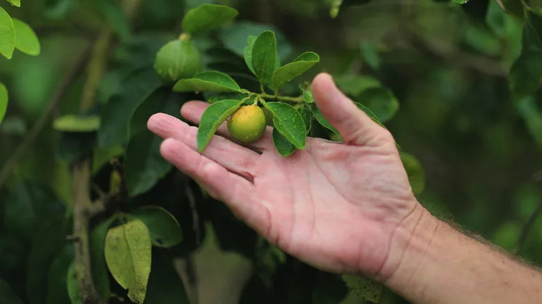 Gde Su Nestale Floridske Narandže? Kako 'Citrus Greening' Uništava Voćnjake i Šta To Znači Za Kupce