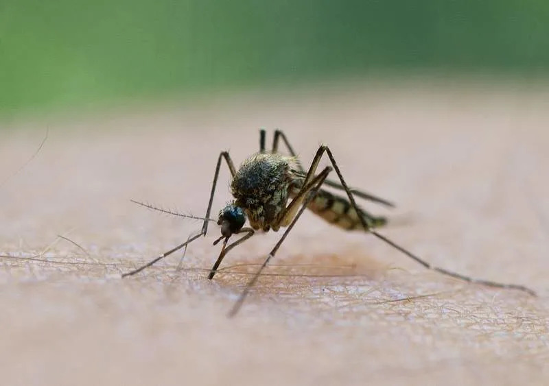 Otkriveno: Aedes aegypti Nosilac Mnogo Više Virusa — Naučnici Razmatraju 'Imunizaciju' Komaraca
