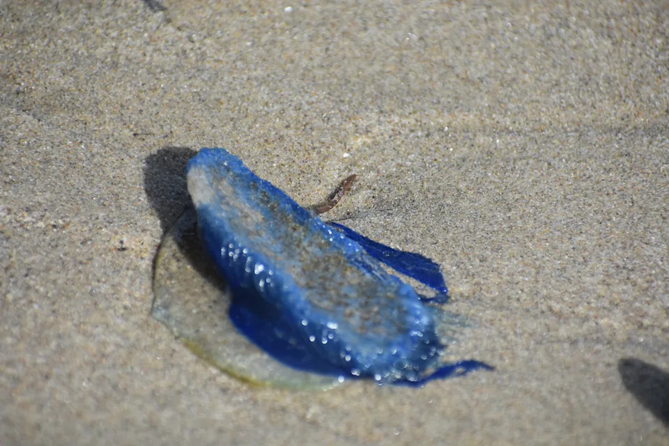 Stotine Hiljada Indigo‑Plavih 