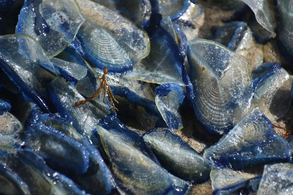 Stotine Hiljada Indigo‑Plavih 