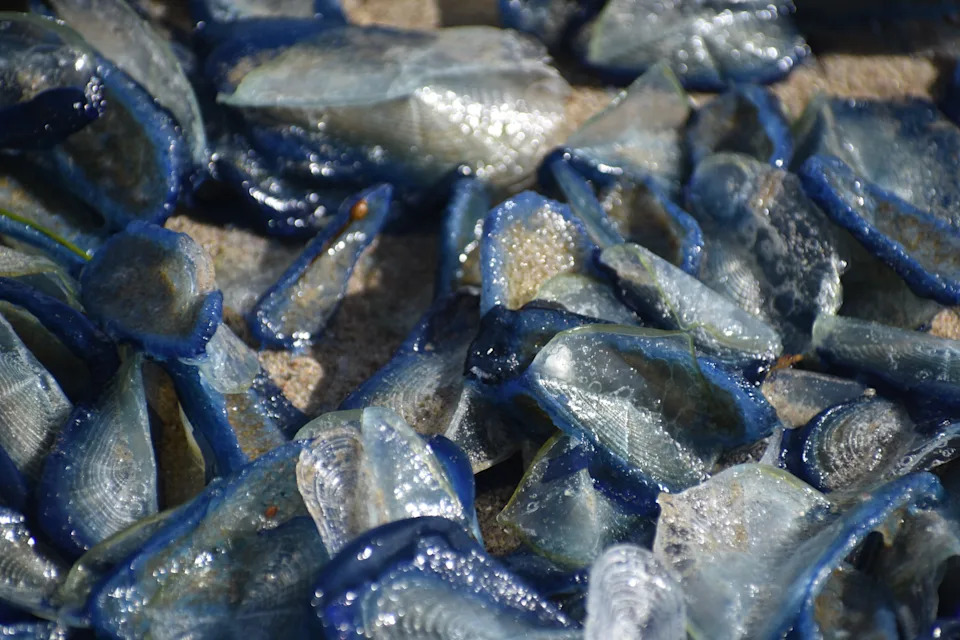 Stotine Hiljada Indigo‑Plavih 