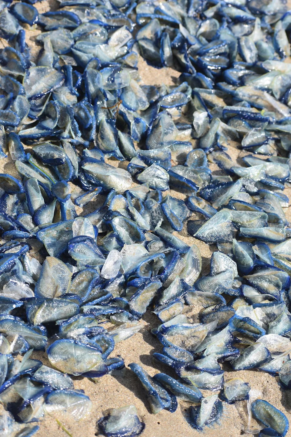 Stotine Hiljada Indigo‑Plavih 
