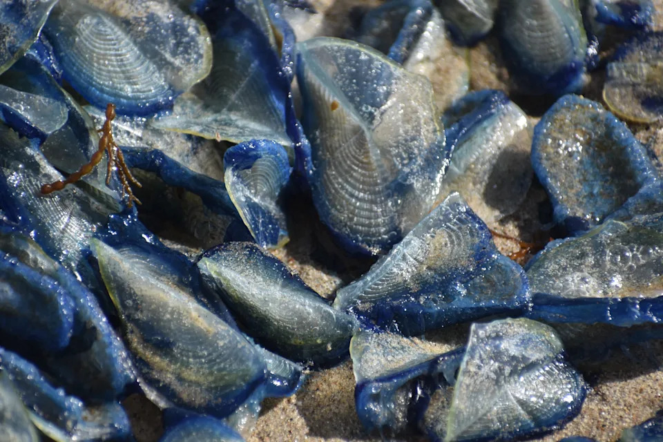 Stotine Hiljada Indigo‑Plavih 
