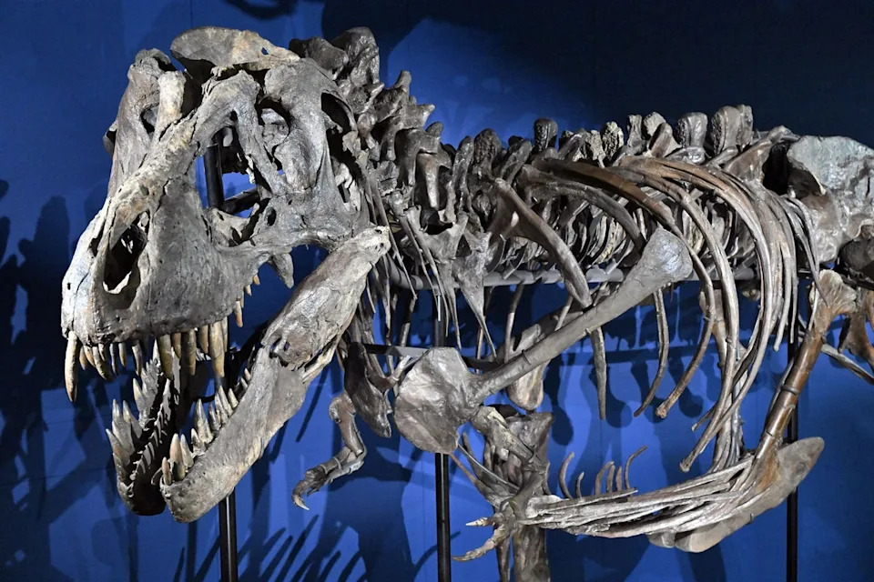 Tyrannosaur Fossil Reveals Dark Secret: Smaller Relatives Scavenged Larger Kin