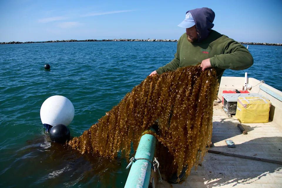 Kelp Kao Gorivo: Kako Morska Alga Može Napajati Brodove i Avione — I Zašto Je Skoro Nemoguće Skalirati