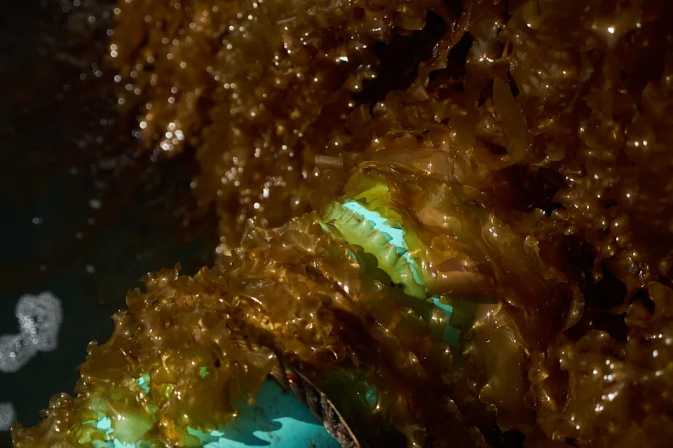 Kelp Kao Gorivo: Kako Morska Alga Može Napajati Brodove i Avione — I Zašto Je Skoro Nemoguće Skalirati