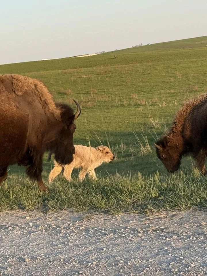 Rare White Bison Calf Born at Neal Smith Refuge in Iowa — A Symbolic Win for Conservation
