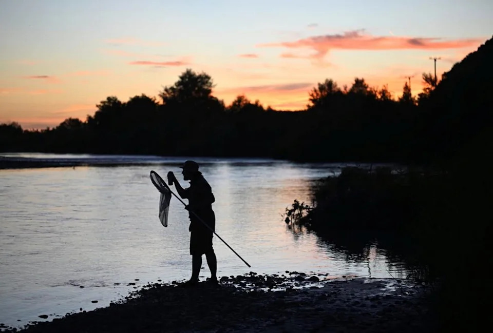Caught Midair: How Mayflies Reshape Their Genitals During Acrobatic Mating