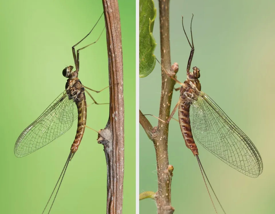 Caught Midair: How Mayflies Reshape Their Genitals During Acrobatic Mating