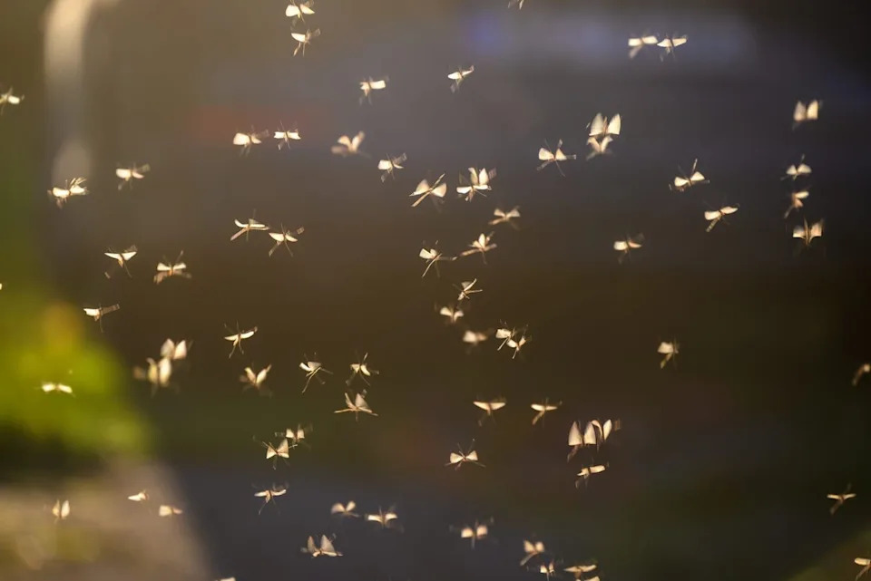 Sitni leteći insekti ostavljaju DNK tragove u vazduhu — eDNA otkriva skrivene vrste i pad biodiverziteta
