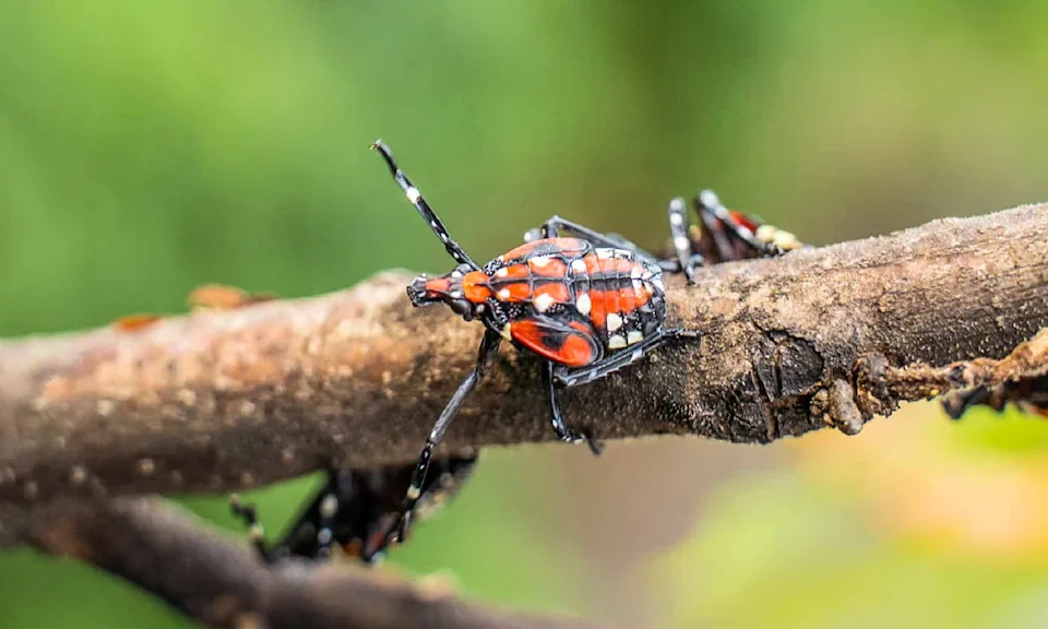 Sitni leteći insekti ostavljaju DNK tragove u vazduhu — eDNA otkriva skrivene vrste i pad biodiverziteta