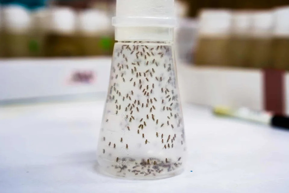 Sitni leteći insekti ostavljaju DNK tragove u vazduhu — eDNA otkriva skrivene vrste i pad biodiverziteta