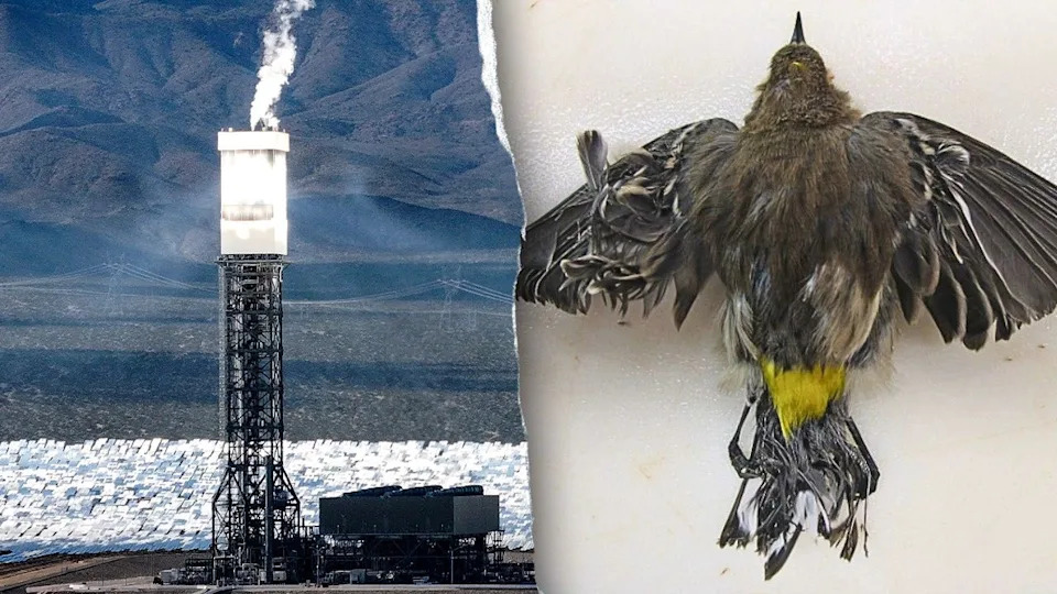 Investigation: Obama-Era Ivanpah Solar Plant Kills Thousands Of Birds Annually — Regulators Cite No Fines