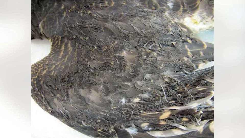 Investigation: Obama-Era Ivanpah Solar Plant Kills Thousands Of Birds Annually — Regulators Cite No Fines