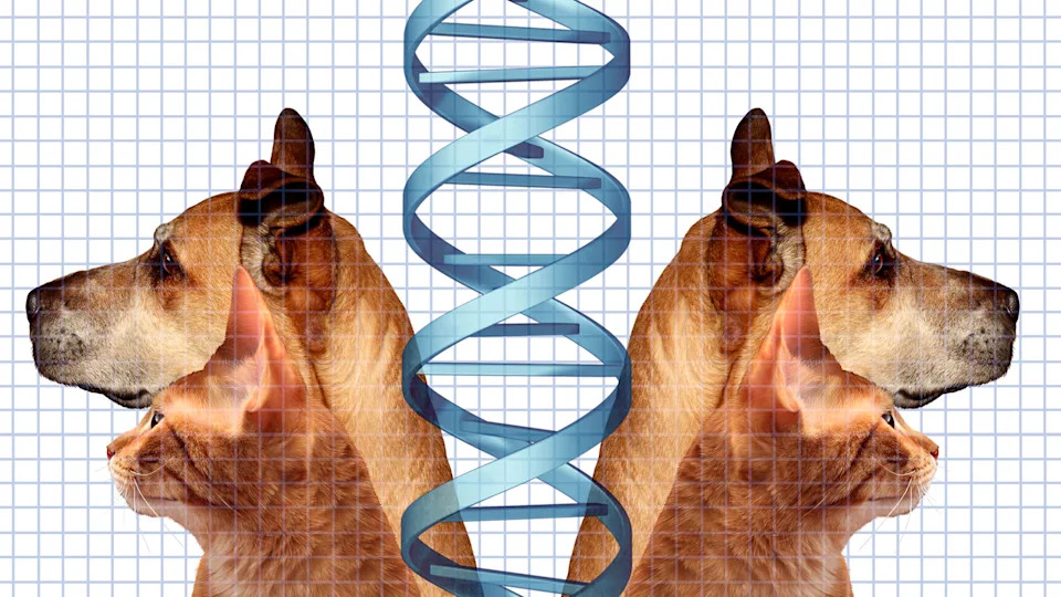 Mačke ili psi — ko nam je bliži: evolucija ili genom?