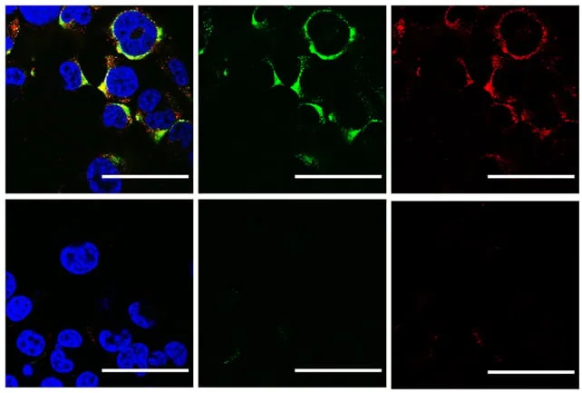 Ultrazvuk u laboratoriji razorio H1N1 i SARS‑CoV‑2 — nova nada protiv envelopiranih virusa