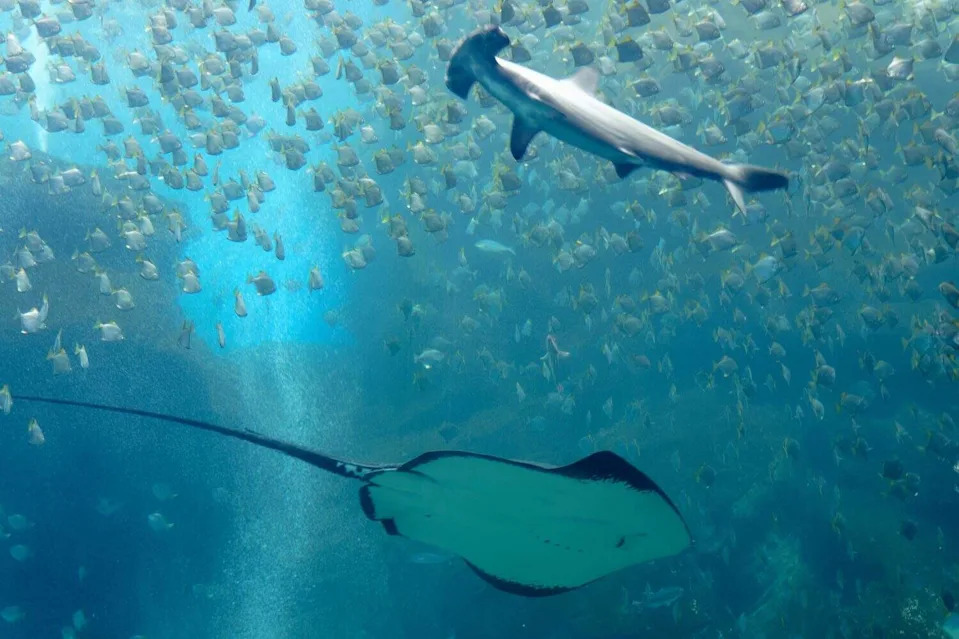 Jedna Osobina Koja Omogućava Plenu Da Izbegne 90% Napada Predatora — Reakcijsko Vreme