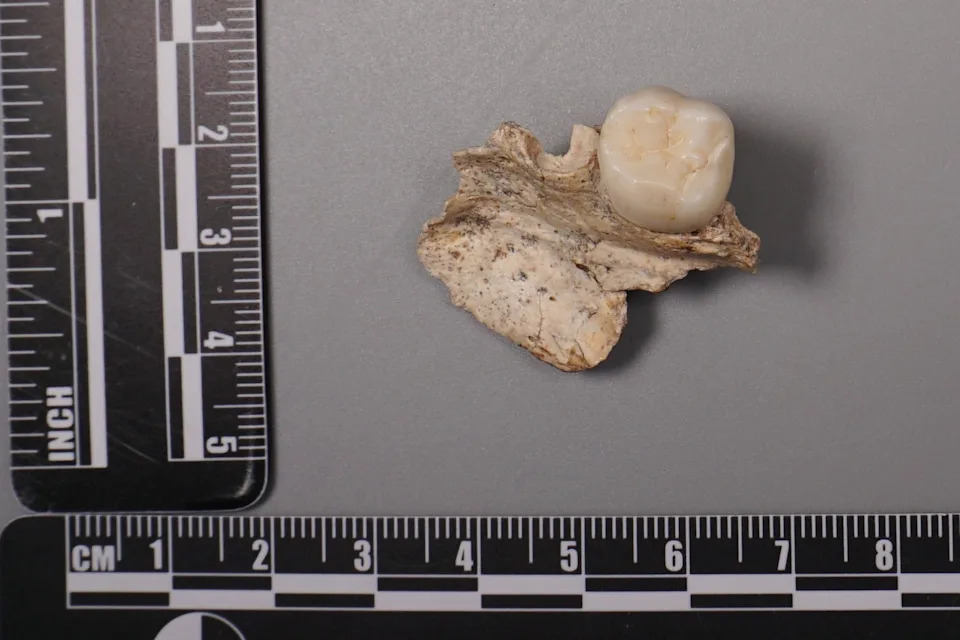 Drevni zubi otkrivaju moguća ukrštanja Homo erectus i denisovanaca