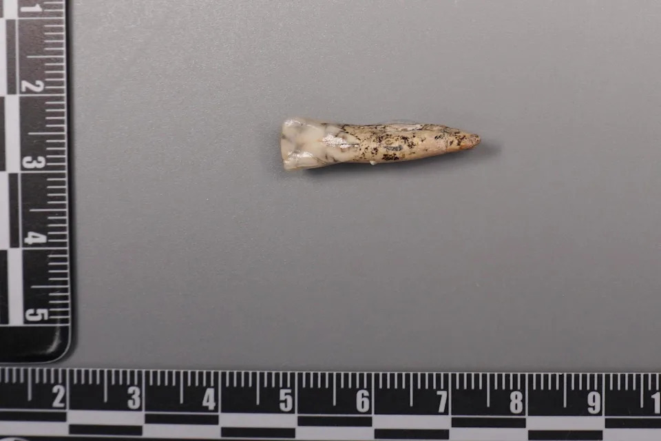Drevni zubi otkrivaju moguća ukrštanja Homo erectus i denisovanaca