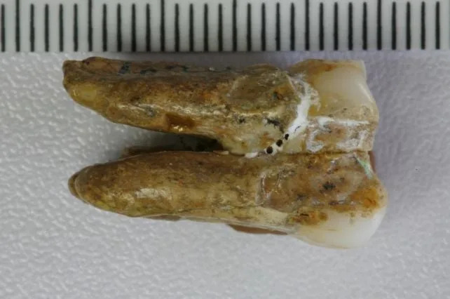 Proteini Stari 400.000 Godina Otkrivaju Genetsko Mešanje Između Homo erectus‑a i Denisovana