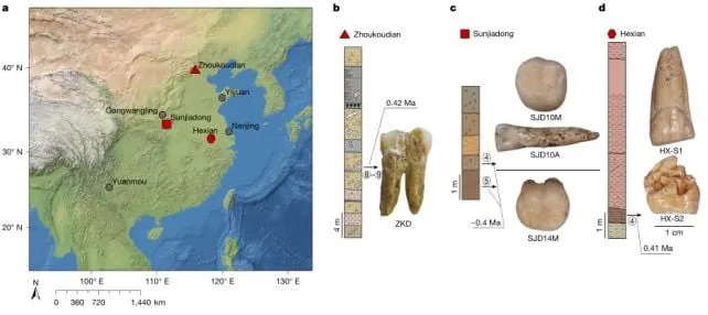 Proteini Stari 400.000 Godina Otkrivaju Genetsko Mešanje Između Homo erectus‑a i Denisovana