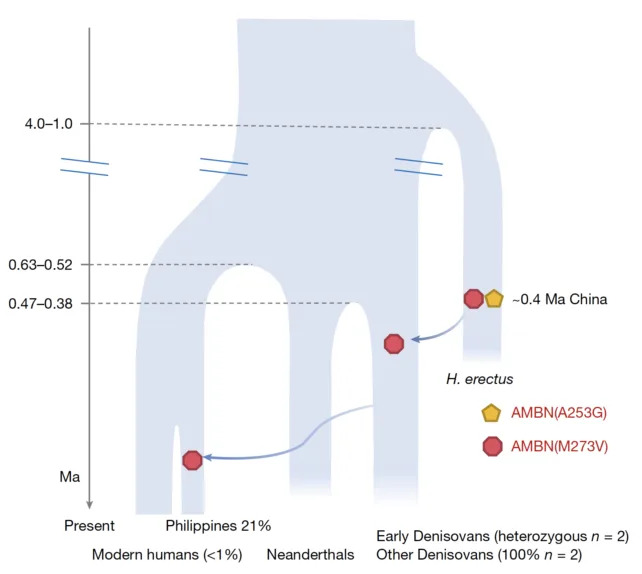Proteini Stari 400.000 Godina Otkrivaju Genetsko Mešanje Između Homo erectus‑a i Denisovana