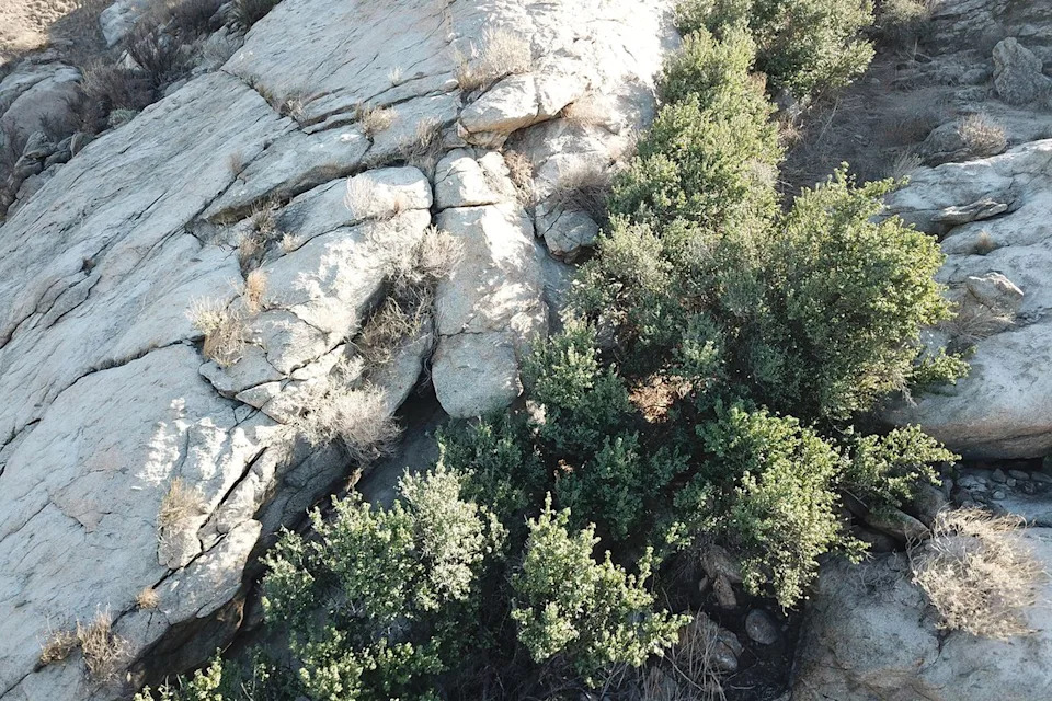 World’s Oldest Oak Secured: Jurupa Oak Protected From Nearby Rio Vista Development