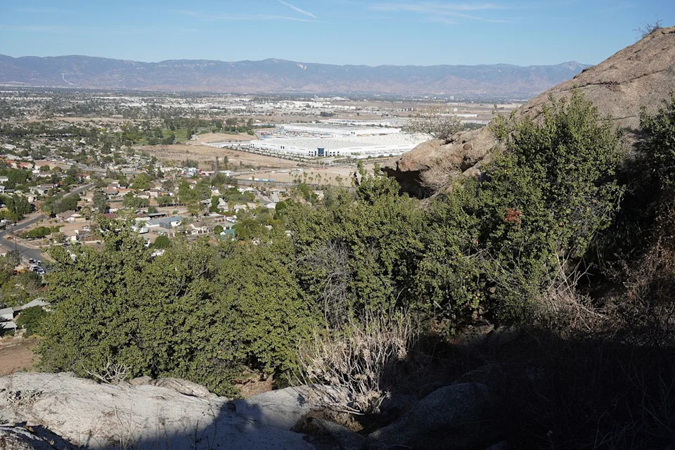 World’s Oldest Oak Secured: Jurupa Oak Protected From Nearby Rio Vista Development